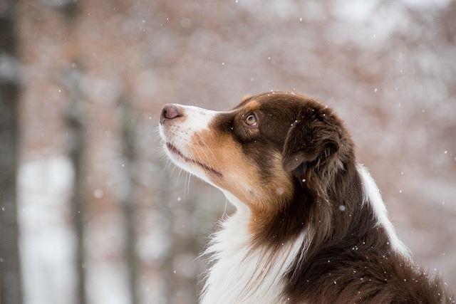 雪と犬