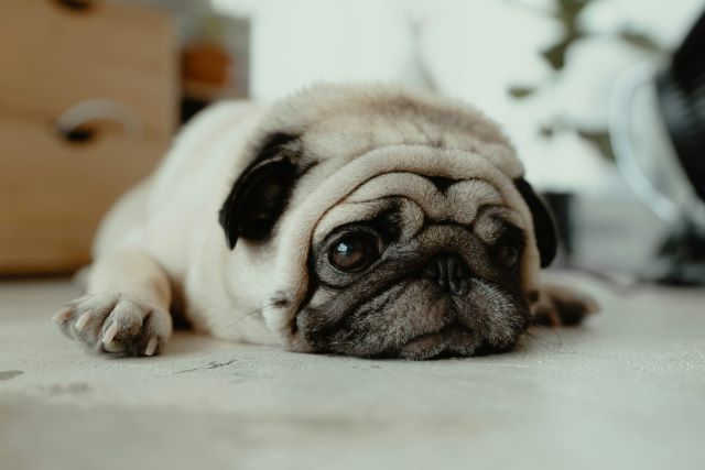 犬の下痢